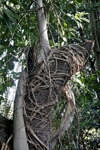 250px-Banyan_tree